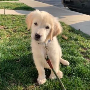 Meet your Posher, Chelsea